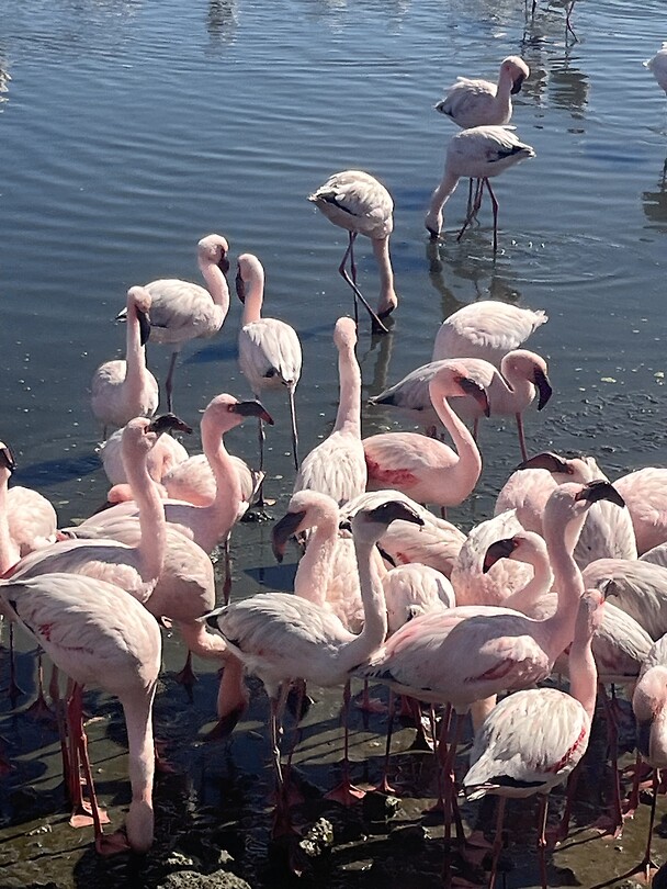 Pelican Point