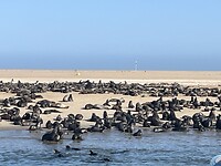 Zeehonden kolonie Walvisbaai