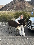 Ezeltjes in Oatman