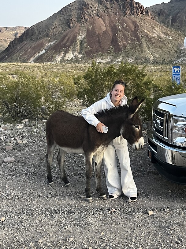 Ezeltjes in Oatman