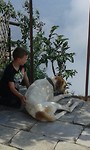 bandipur honden 2