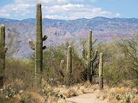 Saguaro park met de vele cactussen