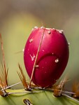 Prickle pear