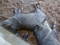 Javelinas slapen naast het raam in de schaduw