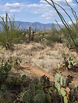 Saguaro park
