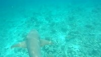 Haai onderlangs...
