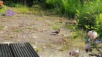 Goedemiddag Mereltje!