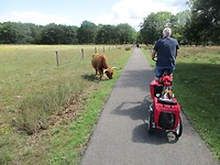 Langs de Schotse Hooglanders