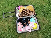 Een koffer vol met knuffels