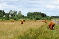 Schotse hooglanders
