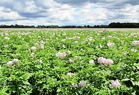 Aardappelveld met paarse bloemen