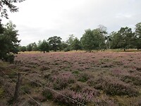 Bloeiende hei