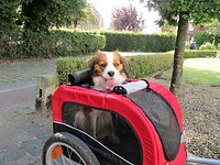 Ons hulpje rust even uit