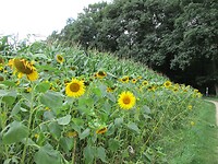 Zonnebloemen