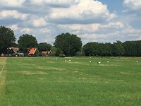 12 ooievaars bij elkaar, wat mooi