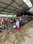 Even de koeien knuffelen