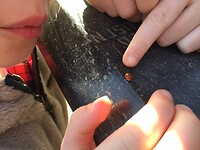 Een lieveheersbeestje 🐞