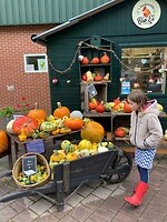 Pompoenen in alle maten en kleuren