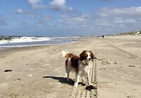 Onze zeehond