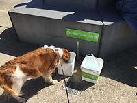 Na al het zoute water heeft Amber dorst