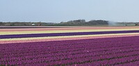 In april gaan we bij Callantsoog de bollenvelden bewonderen