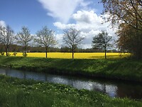 Koolzaadveld langs de Slinge