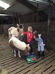 Er zijn paarden om te verzorgen
