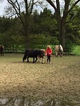 Proberen of de paarden mee willen wandelen, dat viel tegen.