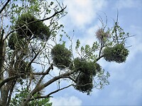 Mistletoe
