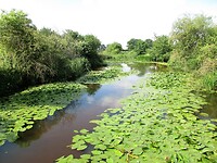 Zijriviertje van de Maas