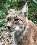 Lynx