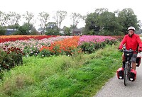 Langs de dahlia’s voor de corsowagens