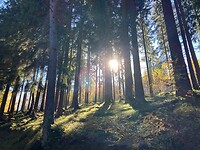 Zie de zon schijnt door de bomen