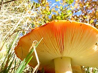 Herfst