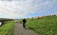 Follow the leader