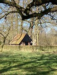 Langs Brecklenkamp waar een eik door het dak van een schuur gaat