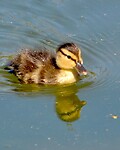 Lente