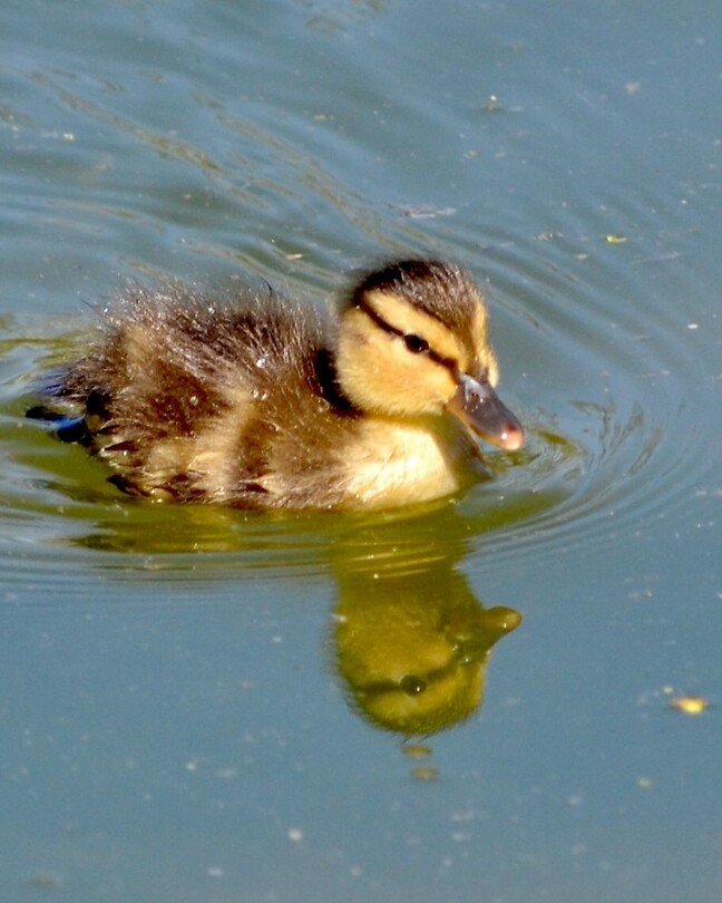 Lente