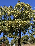 1 van de vele tamme kastanje bomen