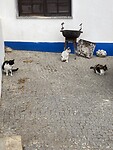 Overal in Portugal zijn veel katten