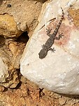 Weer een gekko, kijk naar zijn voetjes