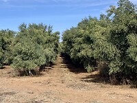 We rijden door heel veel olijfplantages