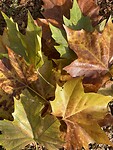 Herfst