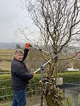 De boom op de parkeerplaats terug snoeien