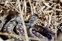 Adder in het Engbertsdijksvenen
