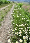 Margrieten