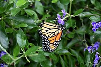 We bezoeken de jardins des Papillons