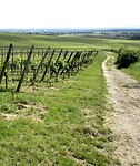 Door de wijngaarden