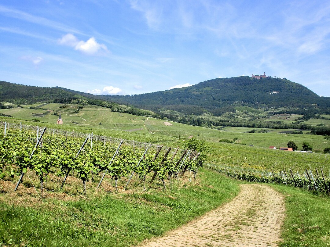 Haut-Koenigsbourg