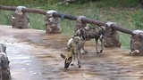 00000 Wilde honden